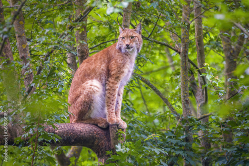 a wild lynx is hiding in the forest