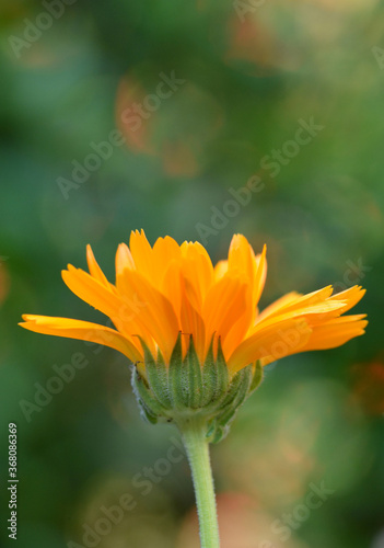 Fleur orange