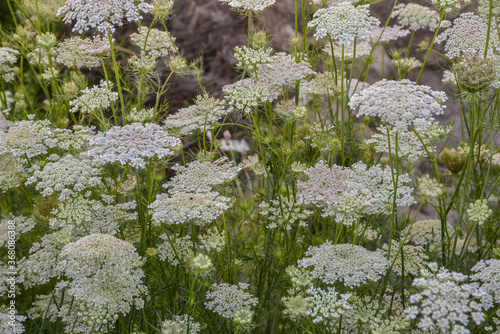 Hog weed photo