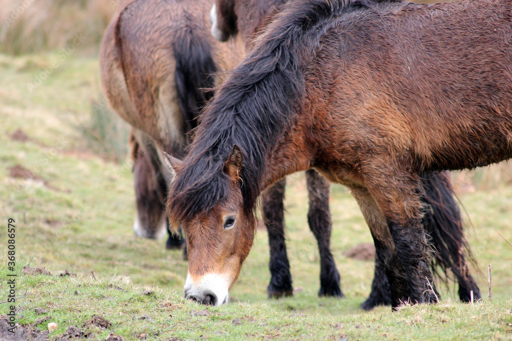 Exmoor Pony foal baby or ponies are a breed of horses native to the British isles they still live wild in Devon and Somerset south West England Exmoor Pony foal baby or ponies are a breed of horses native to the British isles they still live wild in Devon and Somerset south West England