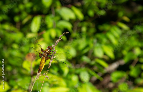 Libellula depressa dragonfly © Micha