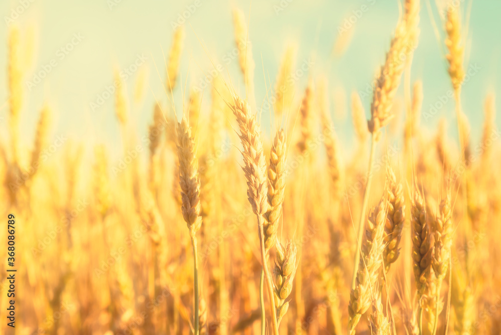 Golden spikes of wheat in grain field
