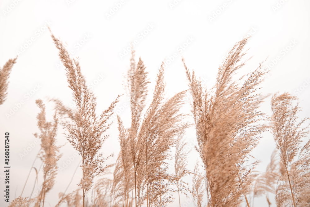 Fototapeta Pampas grass outdoor in light pastel colors. Dry reeds boho style. 	