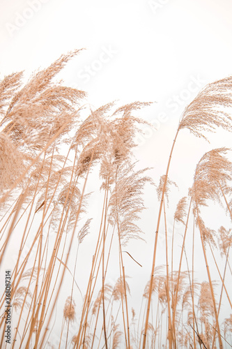 Pampas grass outdoor in light pastel colors. Dry reeds boho style.