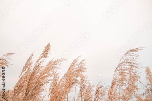 Pampas grass outdoor in light pastel colors. Dry reeds boho style. 