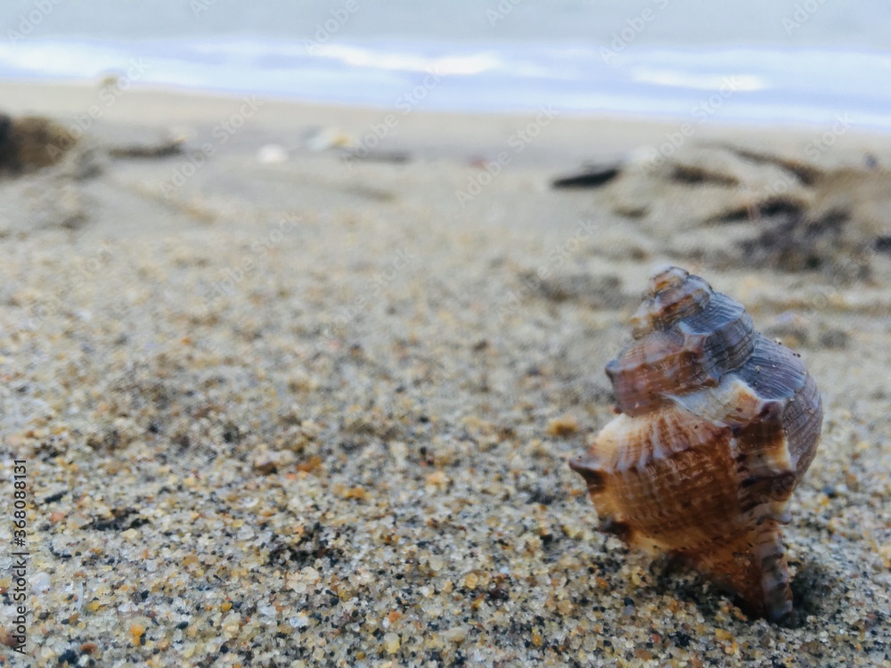 shell on the beach shell on the beach