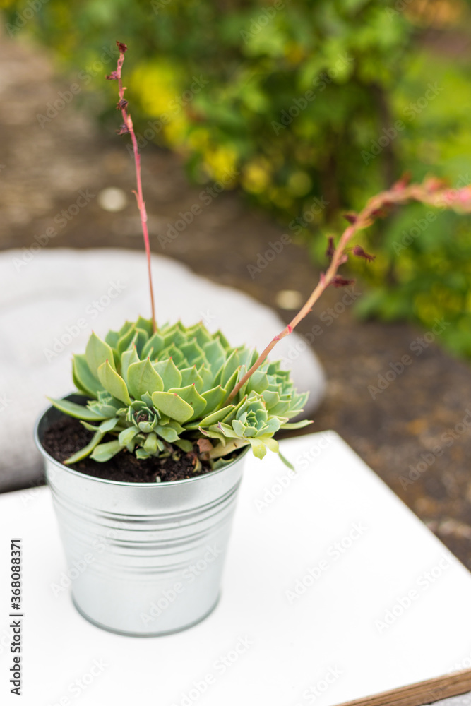 Terrace with a table in a cafe or at home, Potted succulents outdoors, landscape design concept Terrace with a table in a cafe or at home, Potted succulents outdoors, landscape design concept
