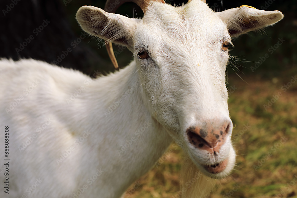 Portrait of funny white goats walking around the village and chewing fresh grass.