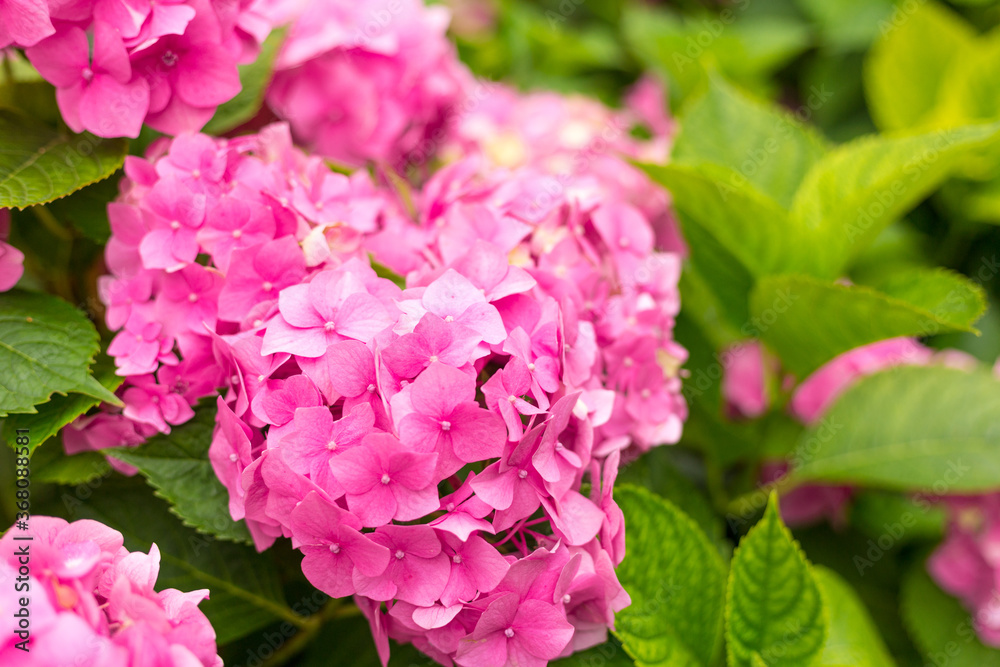 Flowers blossom on sunny day. Flowering hortensia plant. Pink Hydrangea macrophylla blooming in spring and summer in a garden. Web banner, nature background
