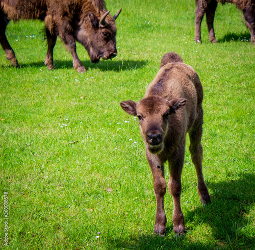 Vászonkép aurochs baby