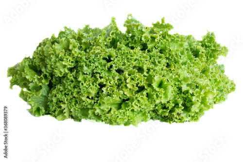 Fresh green Lettuce leaves, Salad leaf isolated on white background. Copy space.