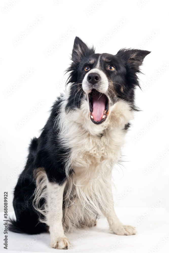 bordercollie dog sitting i studio isolated on white yawning