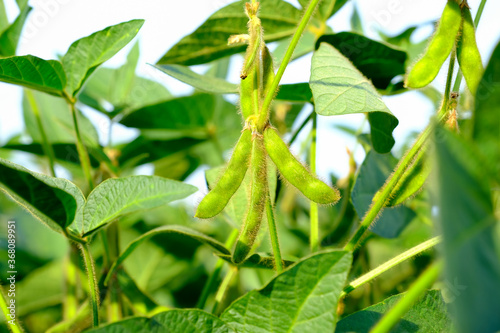 Young green unripe soybean pods on the stem of plant in a soybean field.