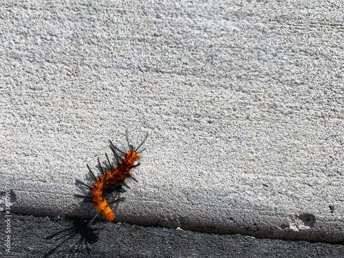 Orange Caterpillar Crawling on Sidewalk