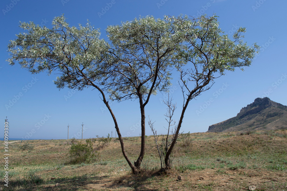 Wild olive tree in the foothills of Karadag in the Crimea.. Around the steppe vegetation.