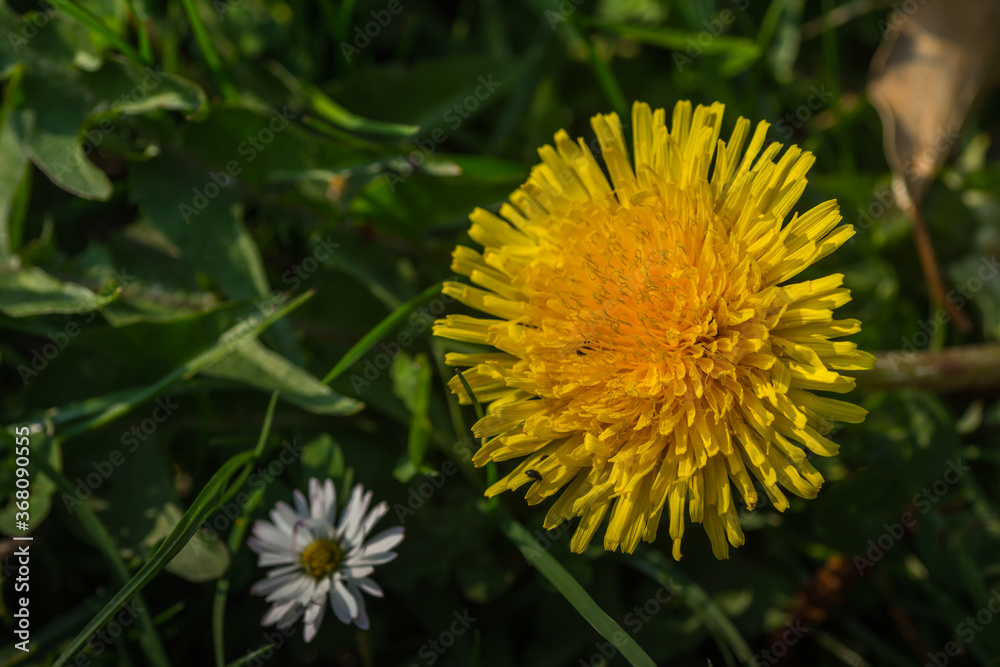 dandelion blossom on forest floor in spring dandelion blossom on forest floor in spring