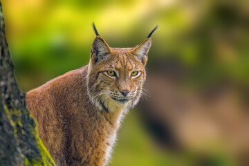 Sierkussen Lynx Wilde lynx verscholen in bos  © Mario Plechaty