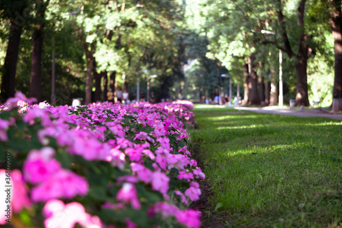 Pink flowers in the park