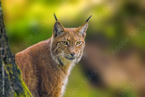 Photo a wild lynx is hiding in the forest