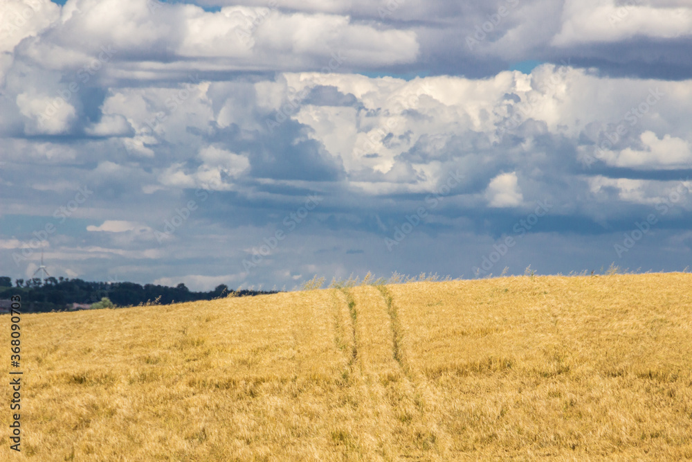 
clouds over the field of ripe grain before harvest