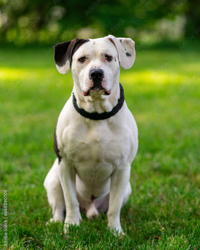 american staffordshire terrier