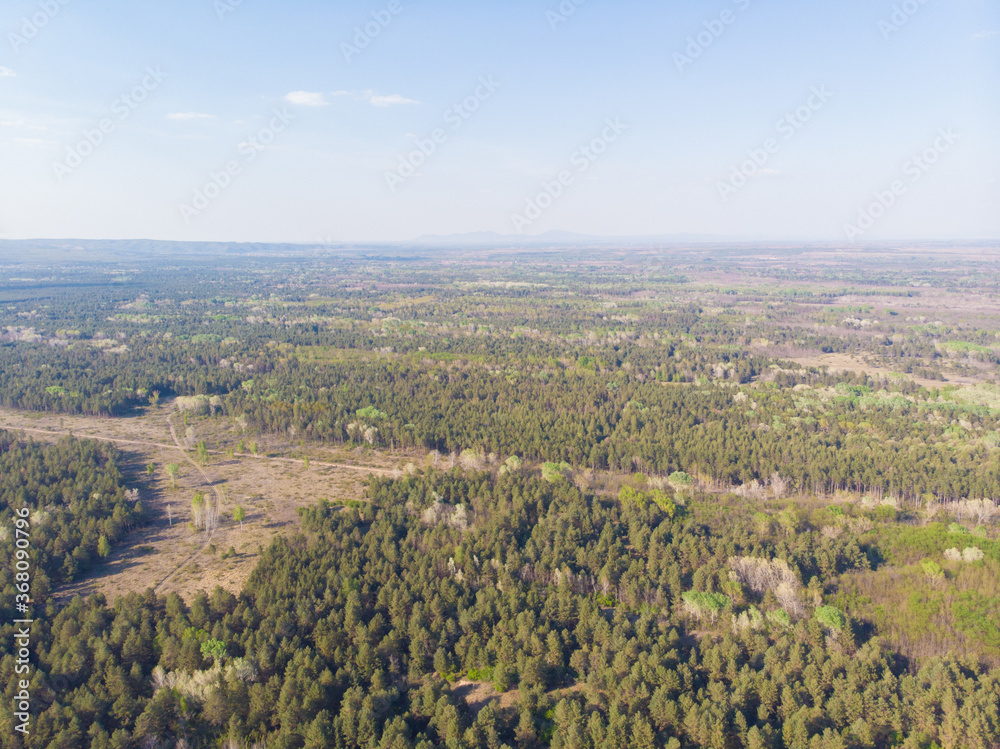 Forest in the Deliblatska pescara. The concept of untouched nature.Aerial photography.