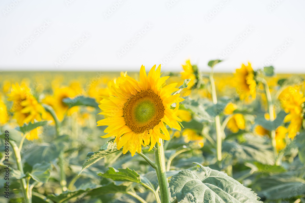 Fototapeta premium close-up of a beautiful sunflower in a field.