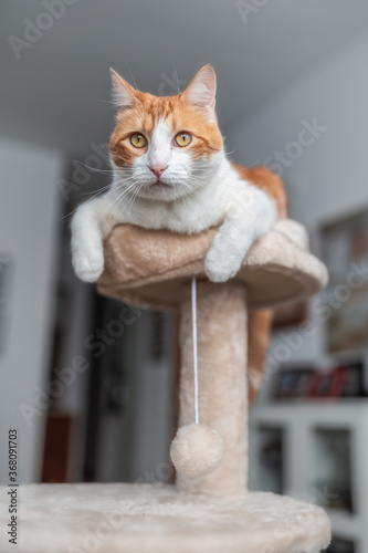 Foto vertical. Gato blanco y marron con ojos amarillos en la cima de una torre rascador, mira a la camara . 2 photo