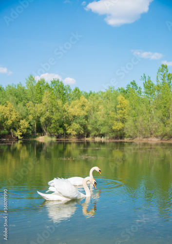 Swans in the lake. The concept of untouched nature.