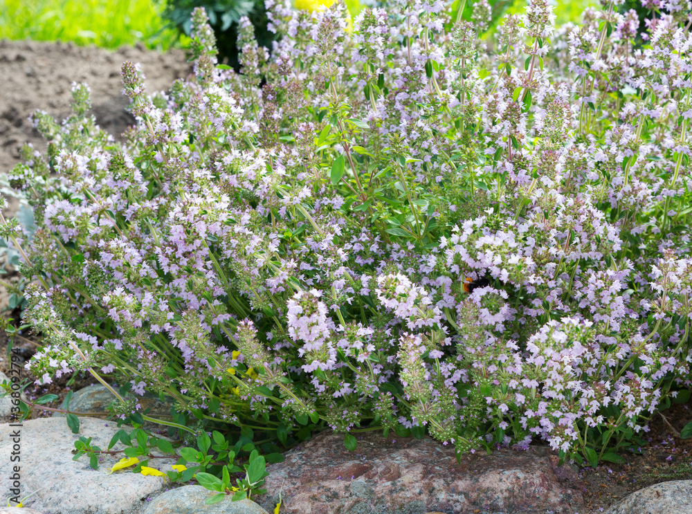 Obraz premium Salvia sclarea, clary, or clary sage plants