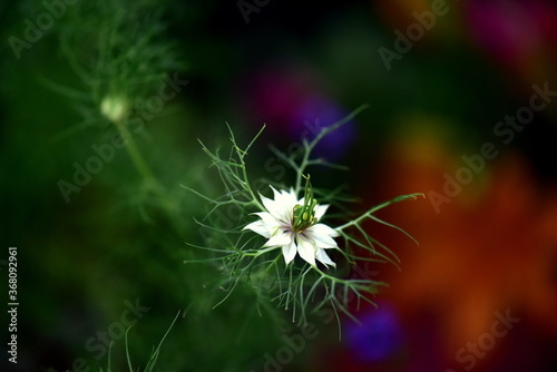 white nigella flower on a green background