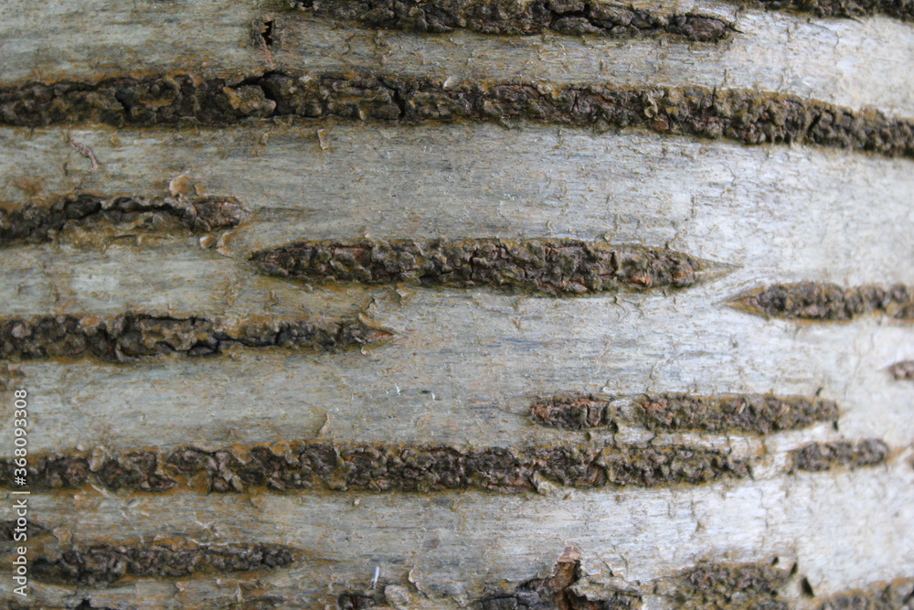 Kirschbaum Rinde Hintergrund