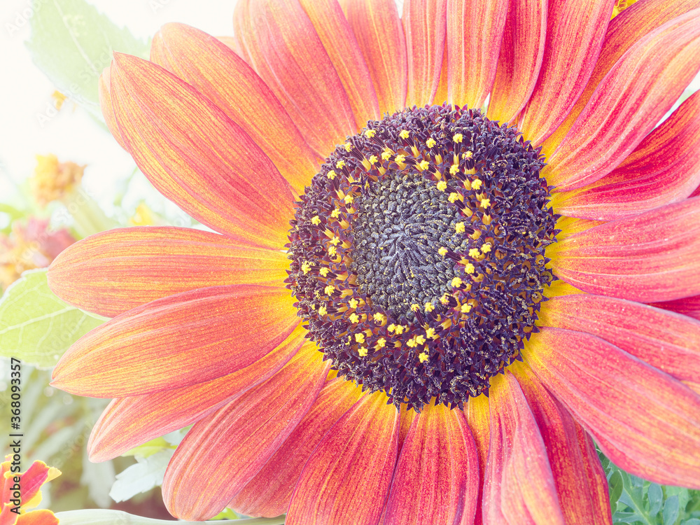 Decorative sunflower flower close-up. The pollen is on the petals. The sun's rays flood the flower. Decorative sunflower flower close-up. The pollen is on the petals. The sun's rays flood the flower.