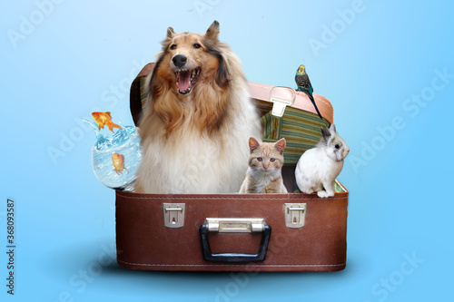 Pets go travel