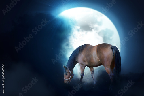 Horse in night