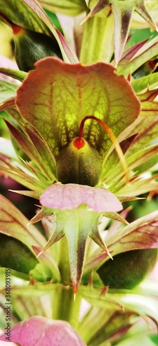 close up of a cactus