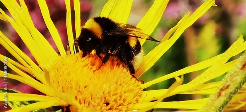 bee on a flower