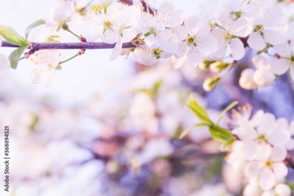The white cherry blossoms on the tree bloomed in spring The white cherry blossoms on the tree bloomed in spring