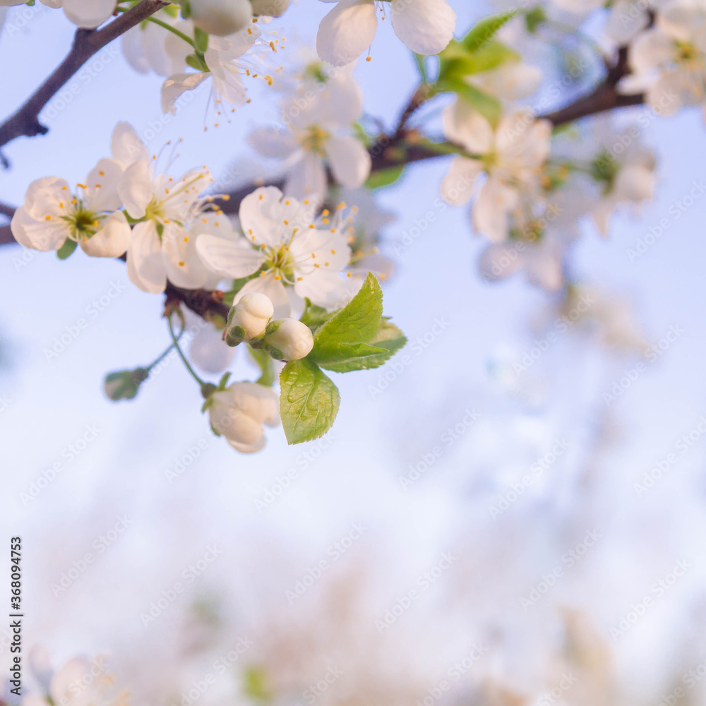 Obraz premium White cherry flowers begin blooming in the garden. Beautiful flowering branch of cherry on blurred garden background. Close-up, spring theme of nature.