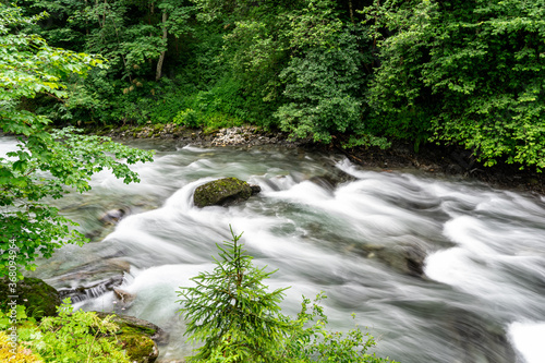 Fluss im Wald