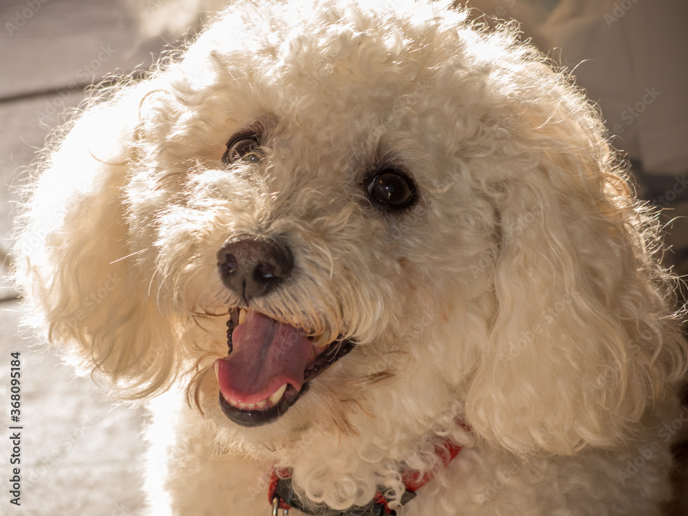 Bichon Frise dog panting and smiling