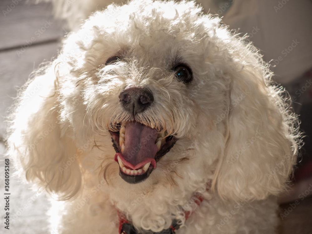 Bichon Frise dog panting and smiling Bichon Frise dog panting and smiling