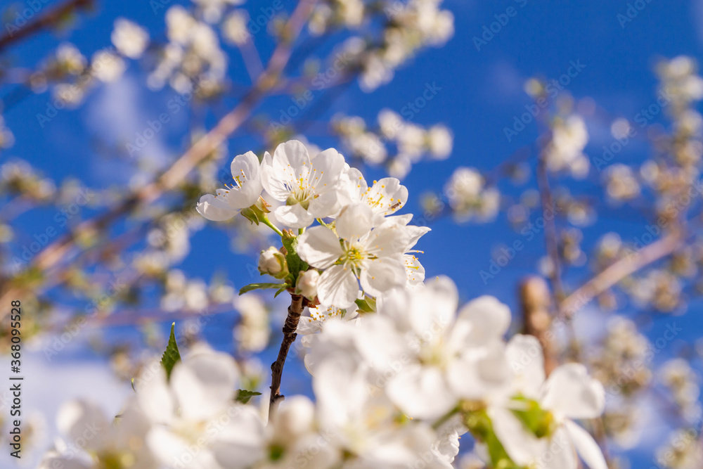 White cherry flowers bloom in spring on the tree.