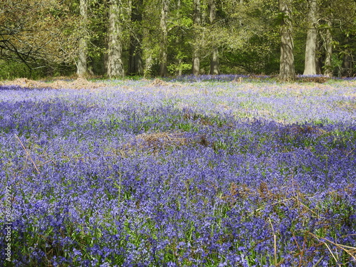 Woodland with Bluebells