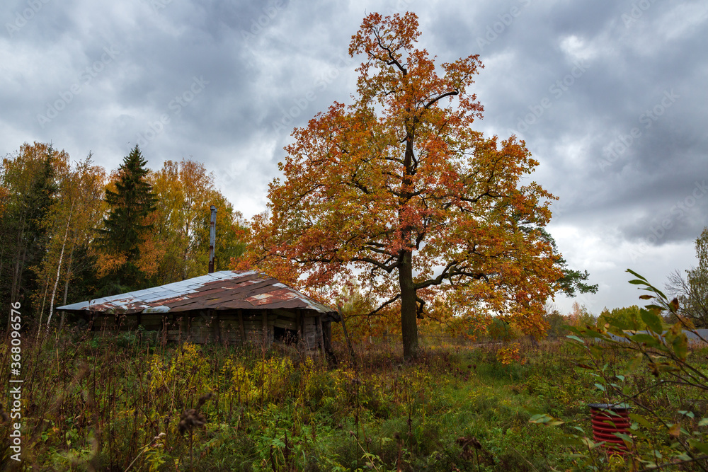 Autumn forest landscape. A tree with orange and gold leaves next to an abandoned hut, with a cloudy sky. Golden autumn in Russia. Autumn forest landscape. A tree with orange and gold leaves next to an abandoned hut, with a cloudy sky. Golden autumn in Russia.
