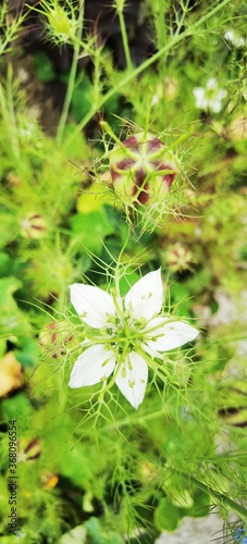 white flowers on green background