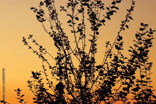 Sunset background with branches