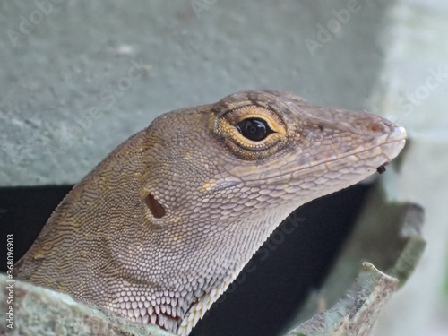 Brown anole lizard closeup
