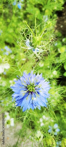 blue flower background
