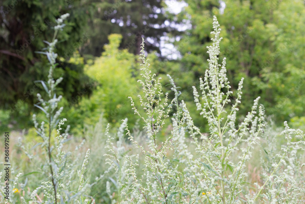 Blooming sagebrush in summer meadow with forest and sky background